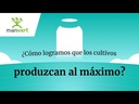 Regulador de crecimiento Ethrel 1 Litro