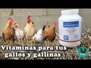 Vitafort -A. Polvo vitamínico oral para aves (100g)