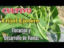 Semillas de habichuela