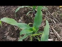 Herbicida Acre 1Lt (i.a.: nicosulfuron)