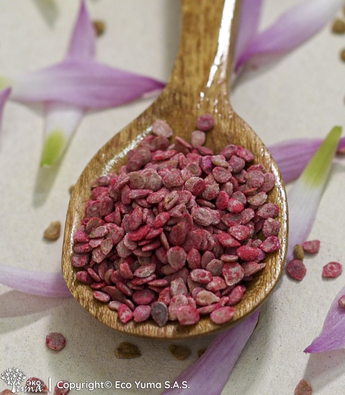 Río Grande tomato Seeds sample