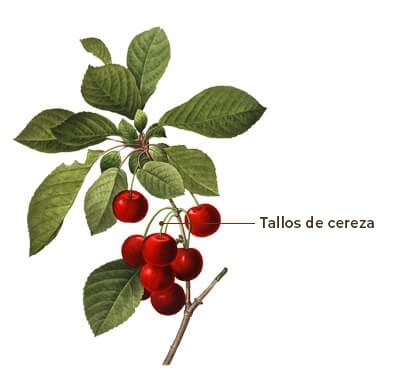 Postura de cereza