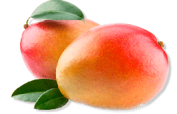 Grafted Super Haden Mangos Plant