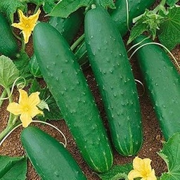 [FLL1562] Green cucumber Seeds sample